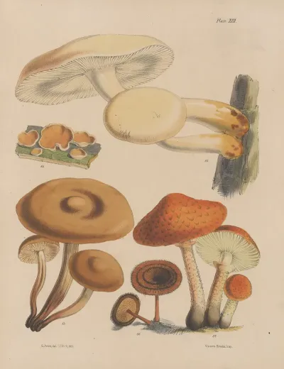 Illustrations Of The Fungi Of Our Fields And Woods Pl 13