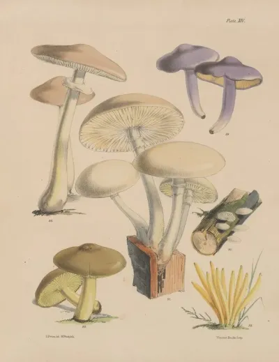 Illustrations Of The Fungi Of Our Fields And Woods Pl 14