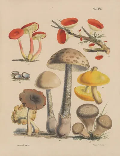 Illustrations Of The Fungi Of Our Fields And Woods Pl 17