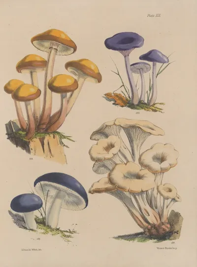 Illustrations Of The Fungi Of Our Fields And Woods Pl 19