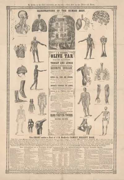 Illustrations Of The Human Body