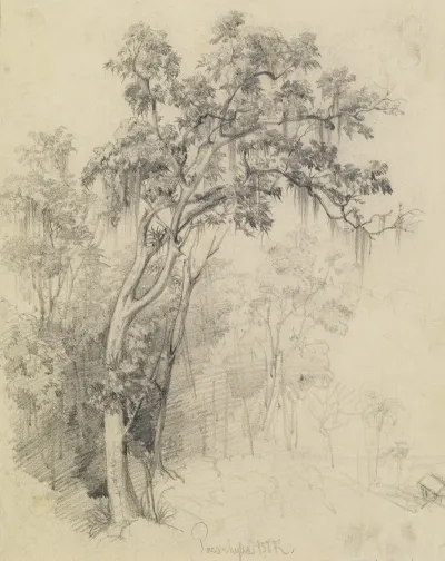 Im Urwald Baumstudie