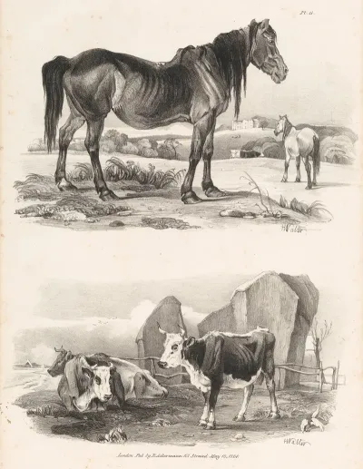 Images Of Livestock Plate 11