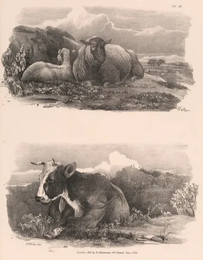 Images Of Livestock Plate 13