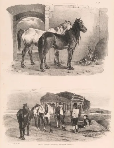 Images Of Livestock Plate 14