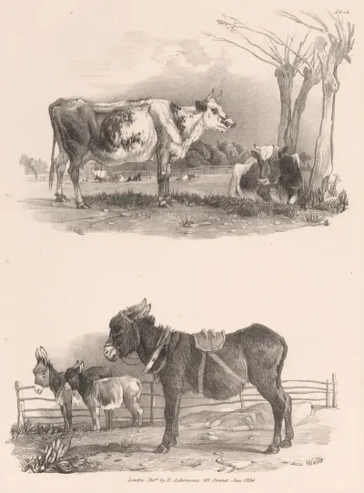 Images Of Livestock Plate 15