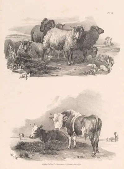 Images Of Livestock Plate 16