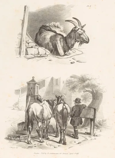 Images Of Livestock Plate 3