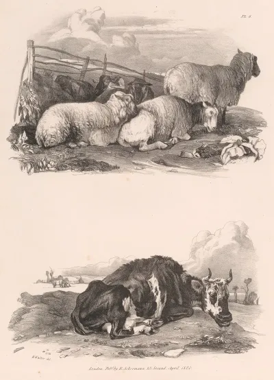 Images Of Livestock Plate 6