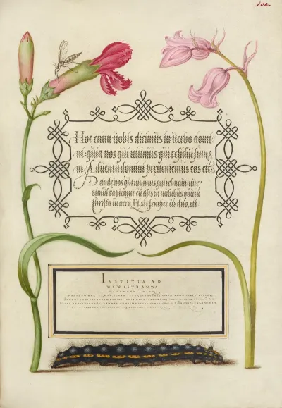 Imaginary Insect Carnation Bluebell And Saturnid Caterpillar