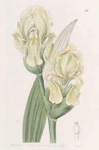 Imbricated Iris
