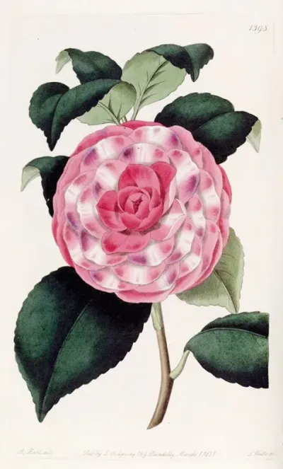 Imbricated Japan Rose