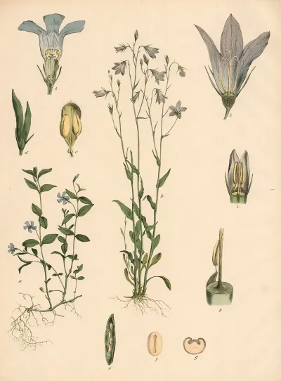 Immergrun Glockenblume