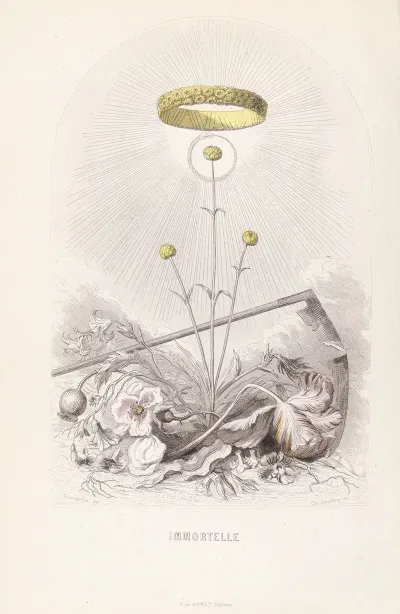 Immortelle
