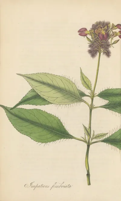 Impatiens Fimbriata