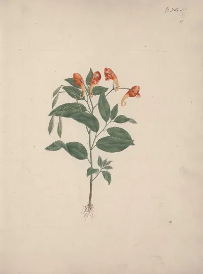 Impatiens Rothii Hook F Balsam