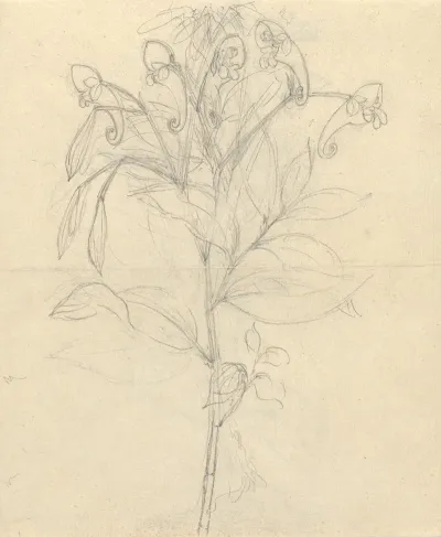 Impatiens Rothii