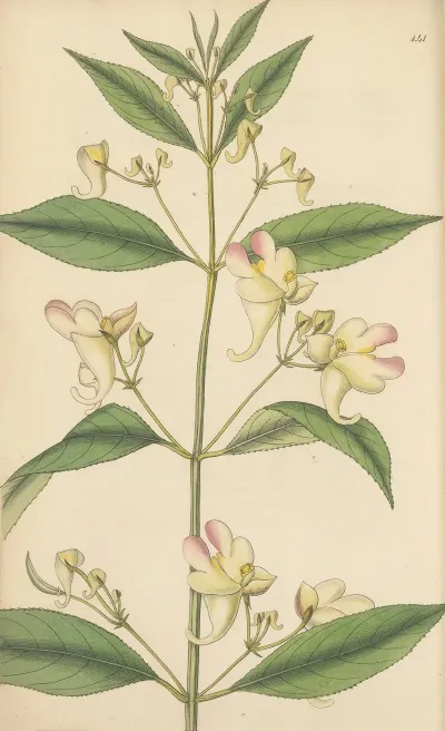 Impatiens Trilobata