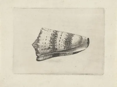 Imperial Cone Conus Imperialis