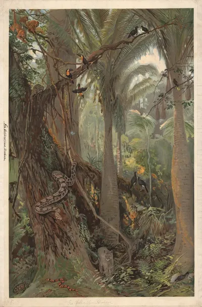 In An Eastern Brazilian Rainforest