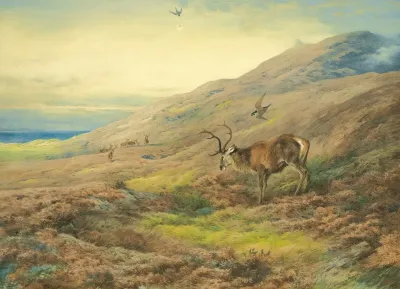In The Highlands Red Stag Mobbed By A Pair Of Peregrines