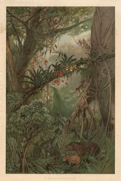 In The Middle Reaches Of The Amazon River