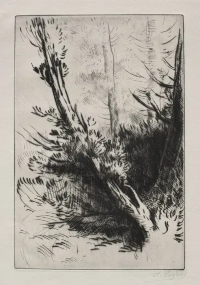 In The Woods 7