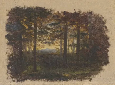 In The Woods Before Sunset