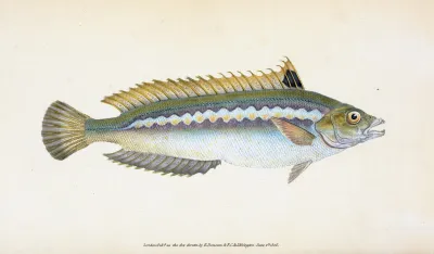 Indented Striped Wrasse Labrus Julis