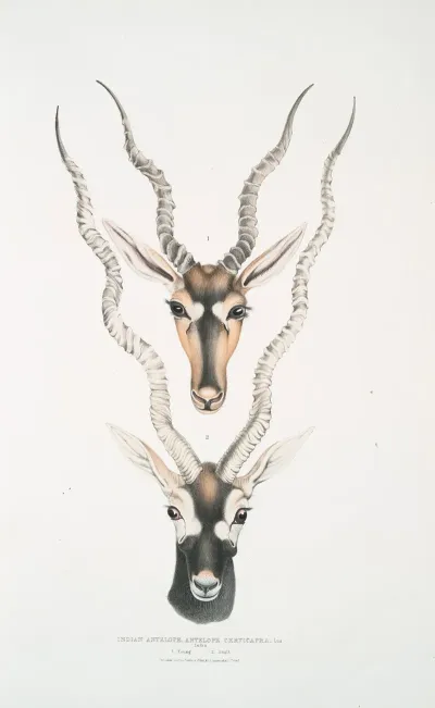Indian Antelope Antilopa Cervicapra Head And Horn 1 Young 2 Adult