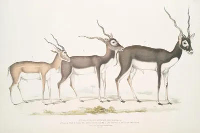 Indian Antelope Antilope Cervicapra 1 Young In Month Of January 1822 2 Same Individual In End Of Oct 1823 3 Adult