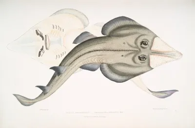 Indian Armed Rhinobatus Rhinobatus Armatus