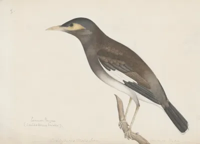 Indian Birds Pl 01