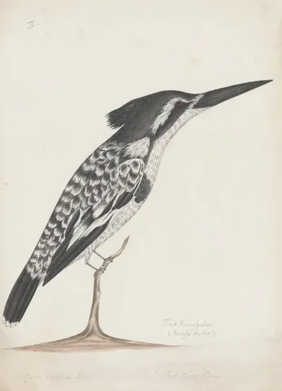 Indian Birds Pl 02