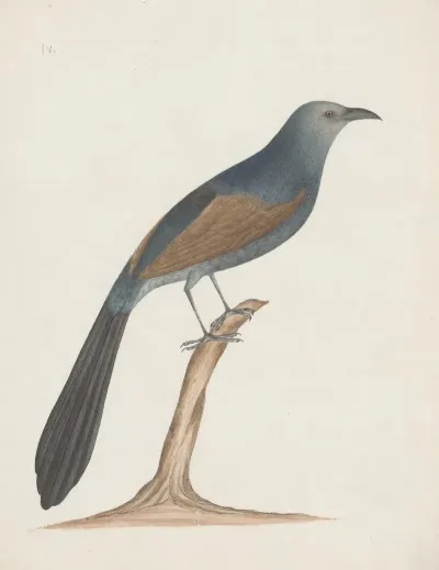 Indian Birds Pl 04