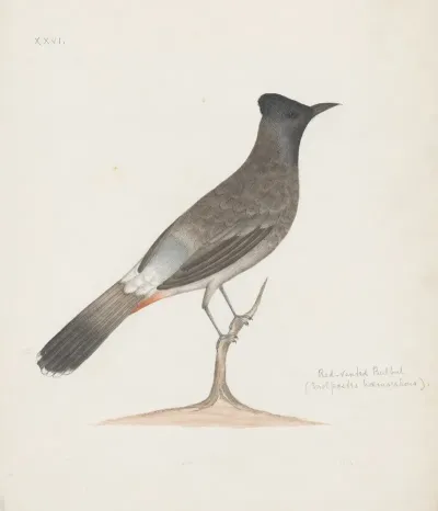 Indian Birds Pl 05