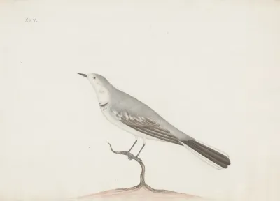Indian Birds Pl 06