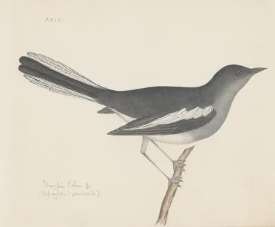 Indian Birds Pl 07