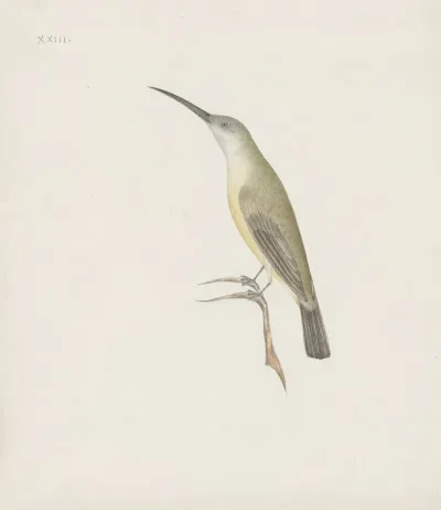 Indian Birds Pl 08