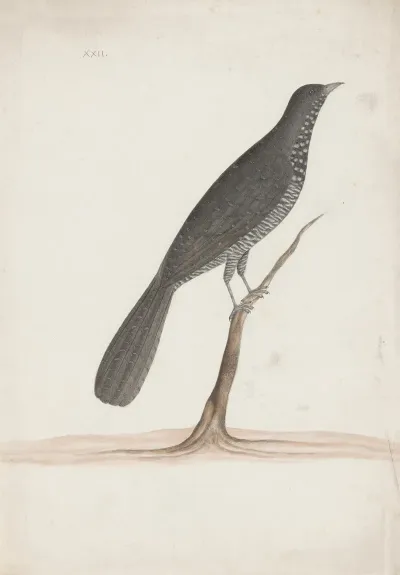Indian Birds Pl 09