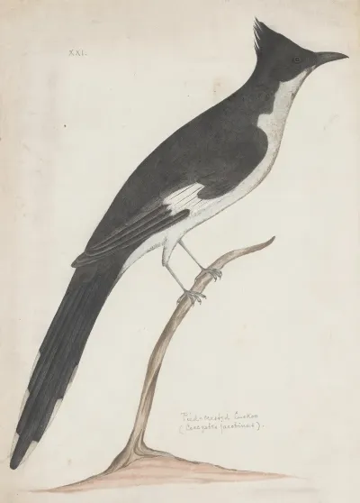Indian Birds Pl 10