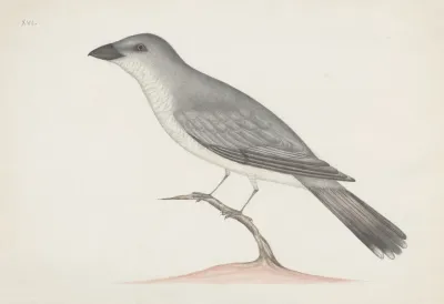 Indian Birds Pl 15