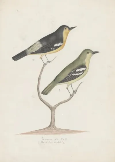 Indian Birds Pl 22