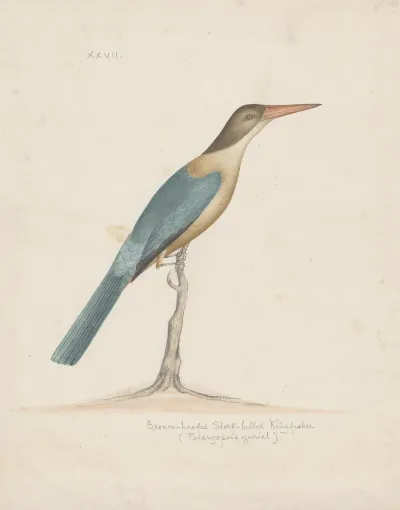 Indian Birds Pl 27