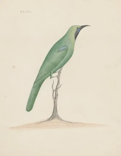Indian Birds Pl 28