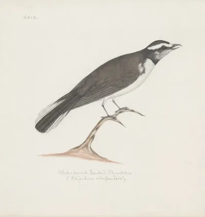Indian Birds Pl 29