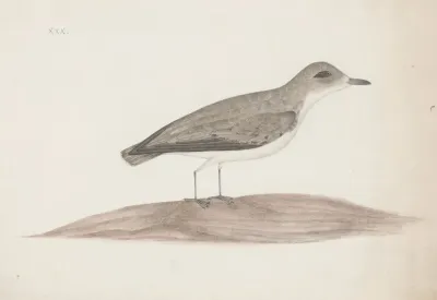 Indian Birds Pl 30