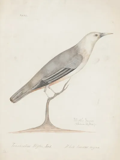 Indian Birds Pl 32