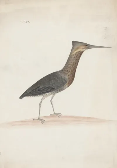 Indian Birds Pl 34