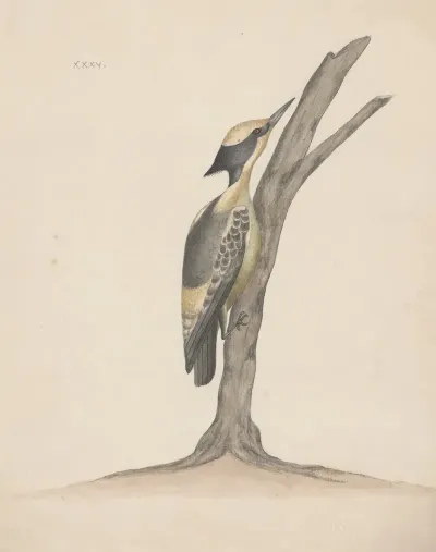 Indian Birds Pl 35